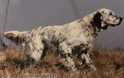 Setter Anglais ORAZIO DEL LAGO GIRONDO Setter Anglais ORAZIO DEL LAGO GIRONDO